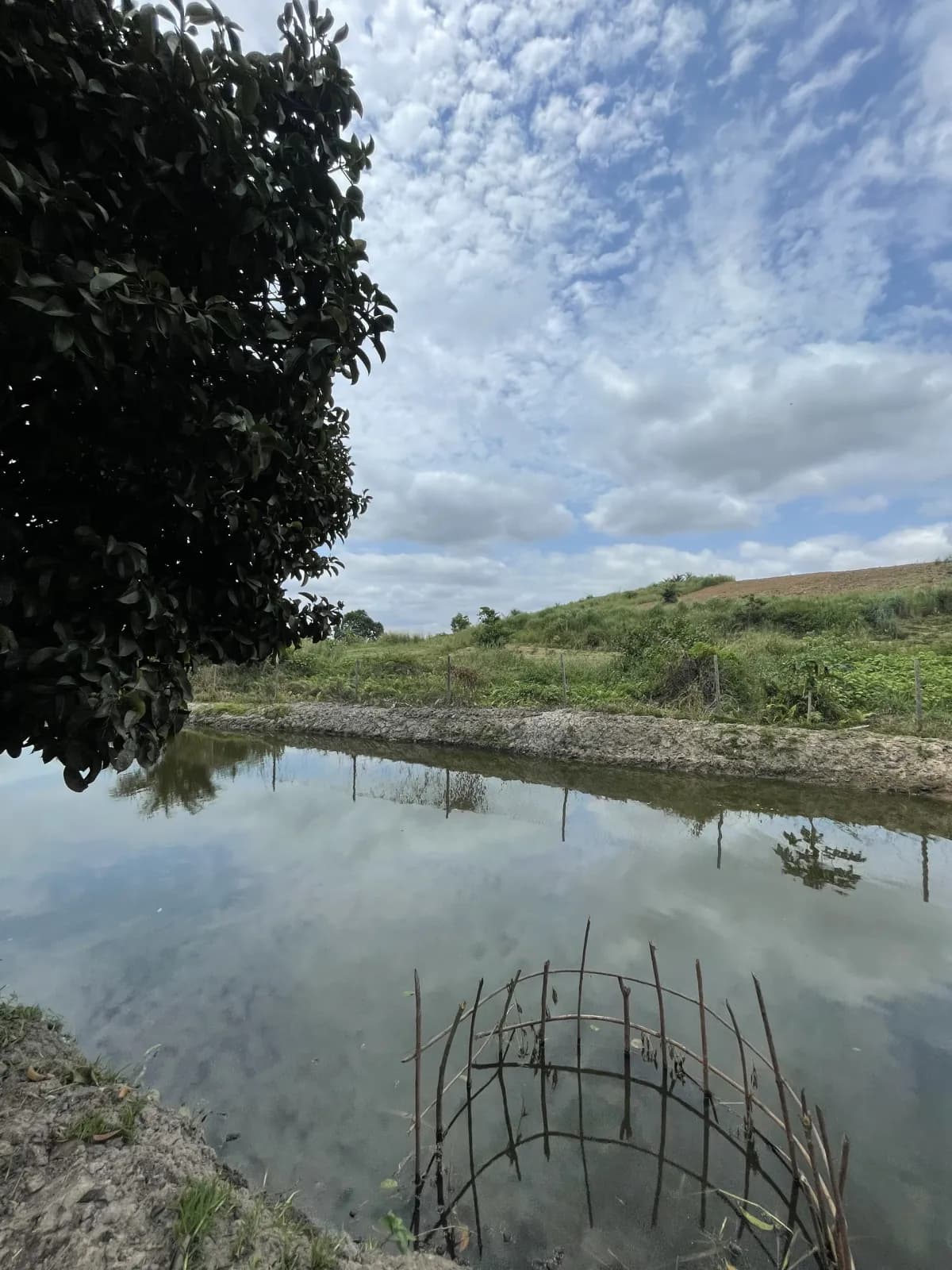 Bassin d'élevage avec cage anti-prédateur en bois