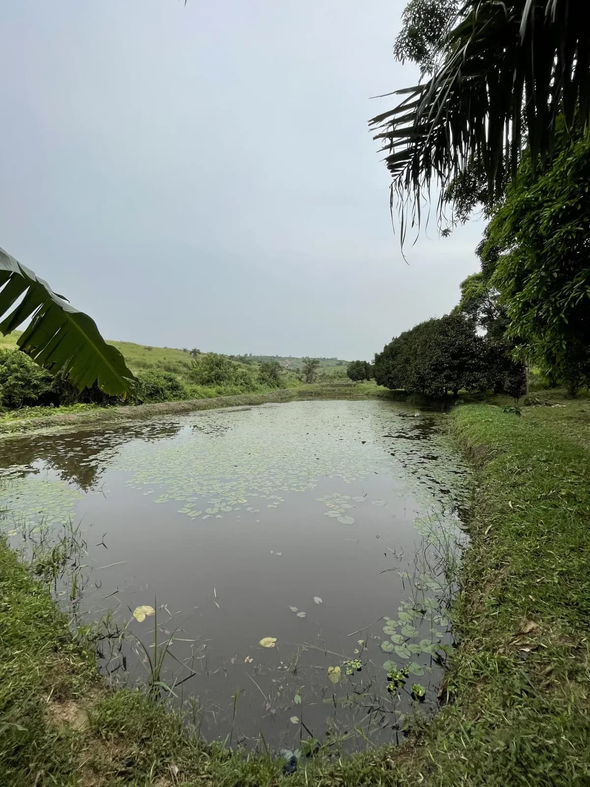 Alevins dans un bassin d'élevage
