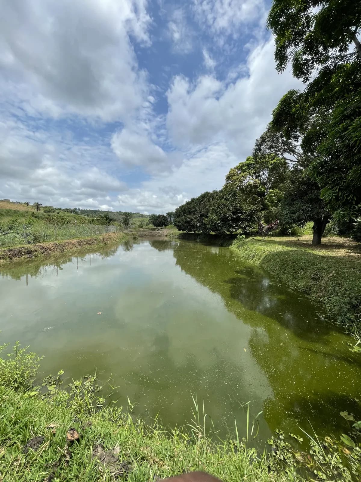 Étang de pisciculture PVS à Kinshasa
