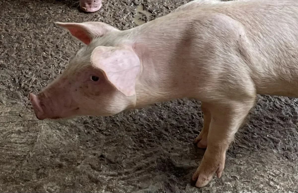 Porc charcutier adulte