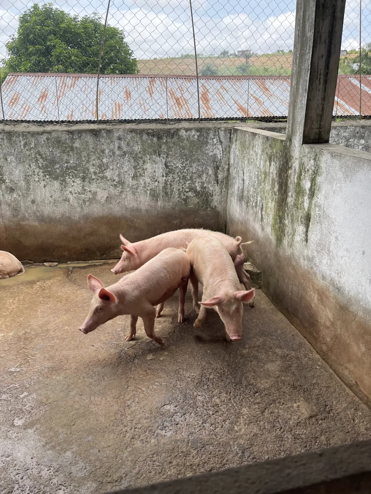 Truie et porcelets en enclos bétonné