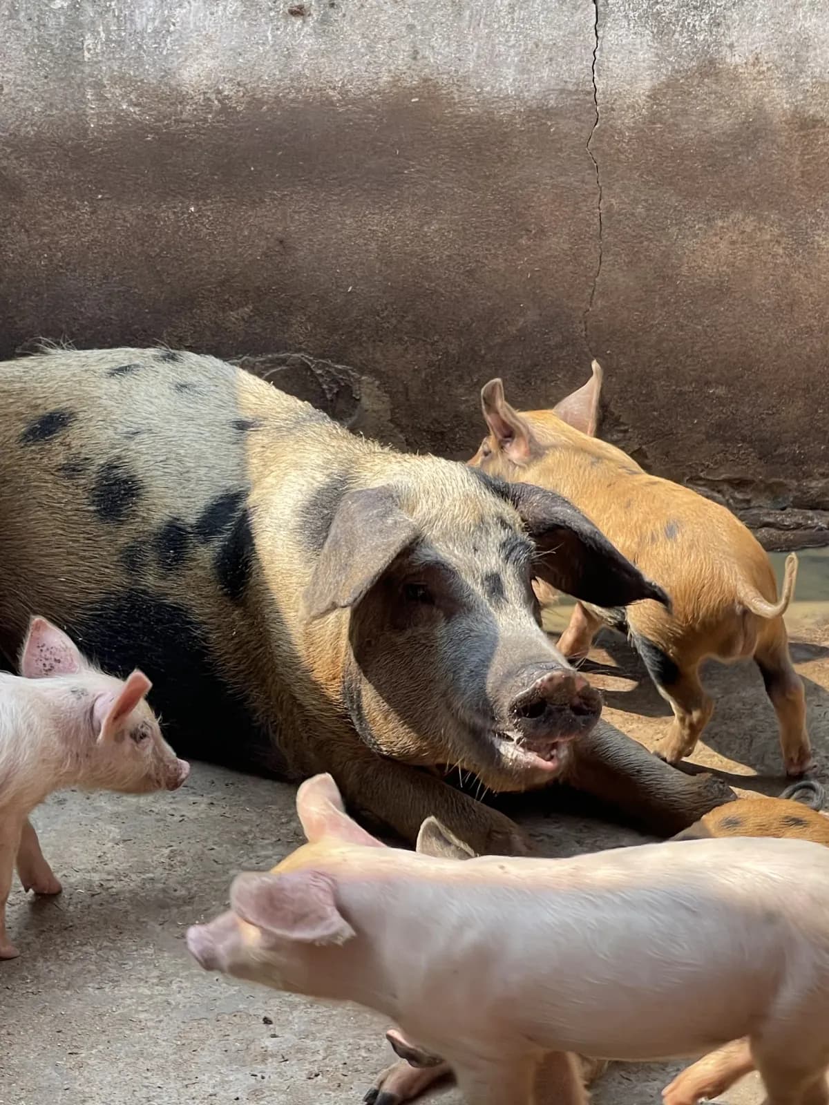 Truie avec ses porcelets en porcherie à Kinshasa