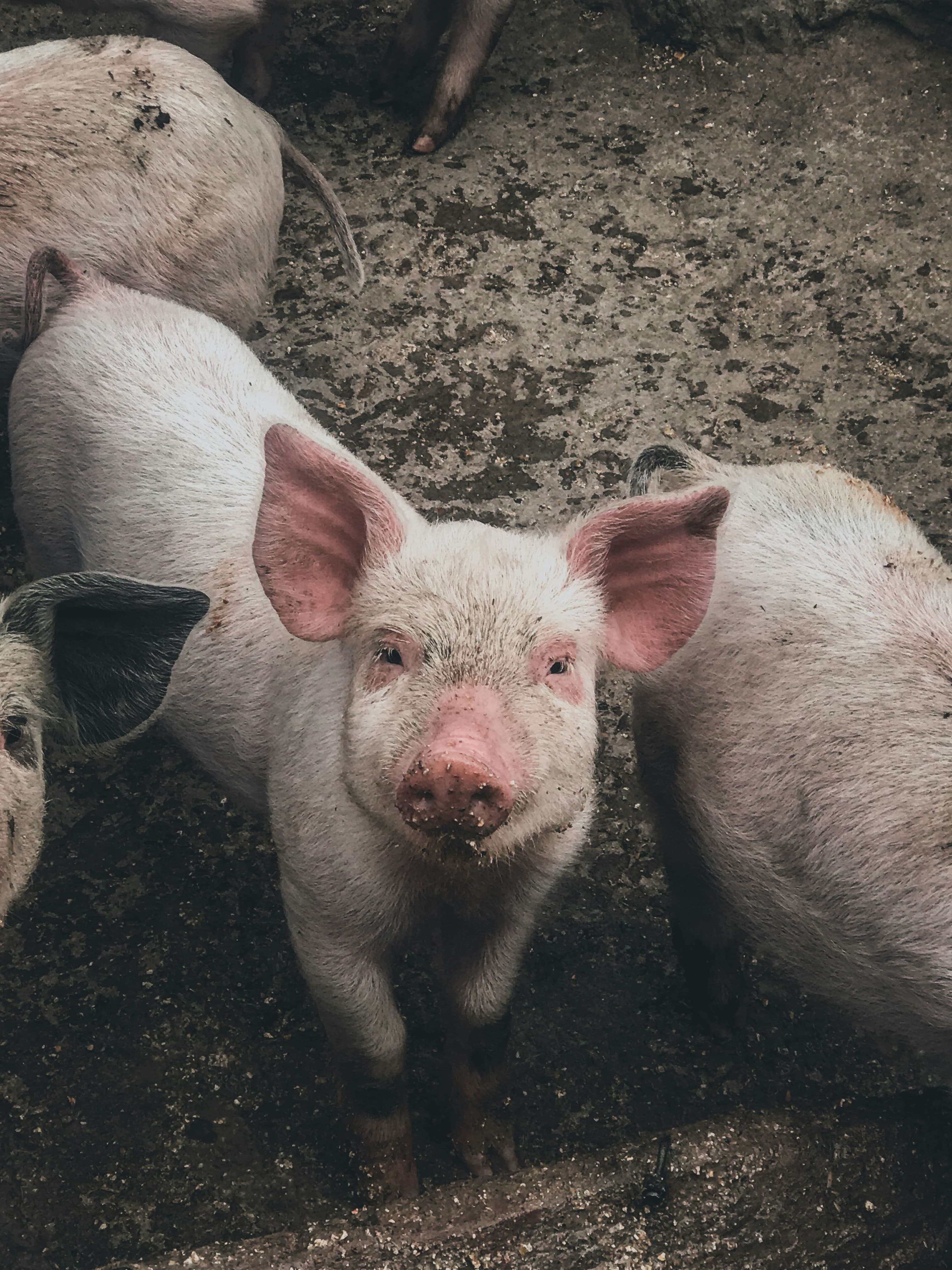 Porc dans leurs enclosures