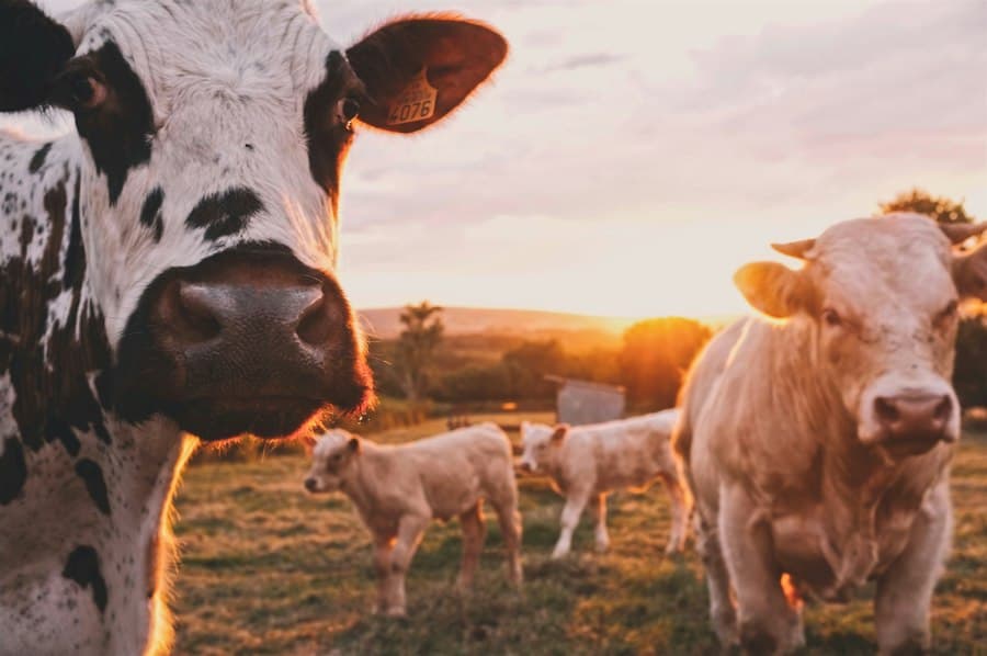 Vaches paissant dans un pâturage verdoyant